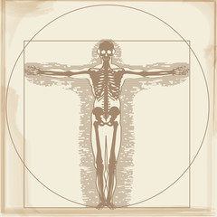 Medical, health, human body, skeleton image illustration. X-ray photo, illustration of a person drawn by Leonardo da Vinci. A beautiful figure, a Vitruvian character.
