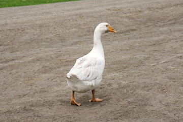 A beautiful white goose is walking along a village road