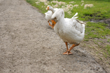 Beautiful white geese walk on a country road.