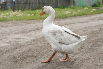A beautiful white goose is walking along a village road.
