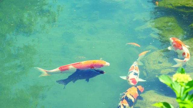 Emerald green water and Nishikigoi swimming pond like Monet's painting