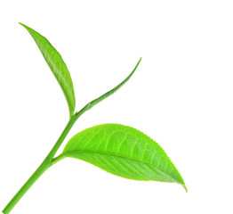 Fresh tea leaves on a white background.
