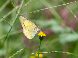 eastern pale clouded yellow butterfly small flower 1