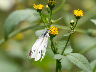 garden white butterfly on yellow flower 3
