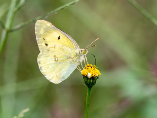 eastern pale clouded yellow butterfly small flower 2