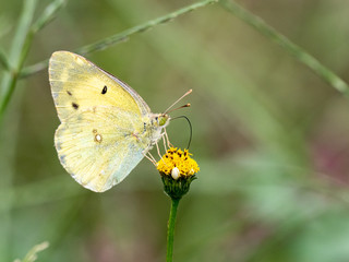 eastern pale clouded yellow butterfly small flower 3