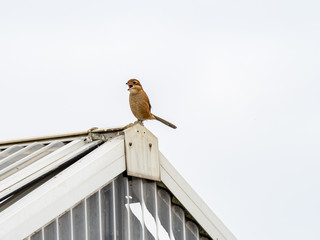 bull-headed shrike on a rooftop 1