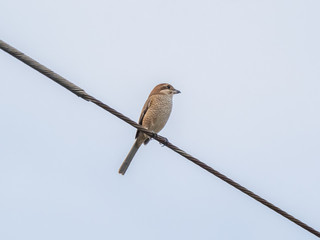 bull-headed shrike on a aerial tv antenna 1