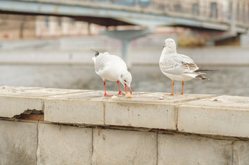 Seagulls on the city promenade in the autumn morning. 2.