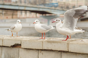 Seagulls on the city promenade in the autumn morning. 3.
