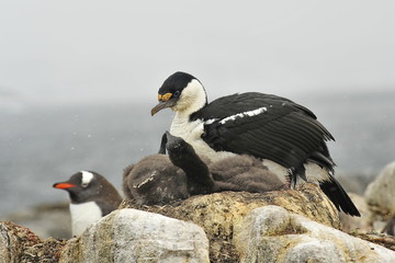 The majestic and harsh nature of Antarctica. Penguins on the Antarctic Peninsula. The most beautiful places on planet Earth. Icebergs and glaciers.