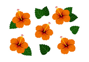 Hibiscus Orange / vector southern country / Set