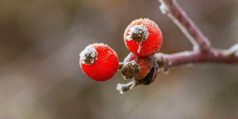 frozen branches and leaves in winter wonderland