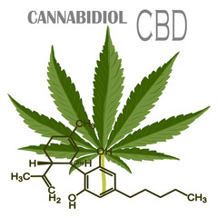 The formula of hemp CBD. Structural model of the molecules of cannabidiol and tetrahydrocannabinol. Medicinal cannabis. Medical marijuana, cannabinoids and health. illustration