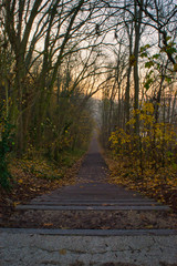 Naklejka premium Path in the forest