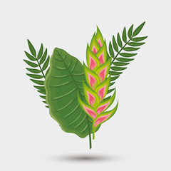 flower heliconia with leafs isolated icon vector illustration design