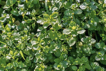 high angle view fresh plants with morning dew illuminated by sunlight in December