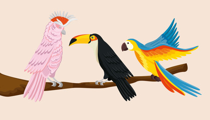 parrots with toucan on branch isolated icon vector illustration design
