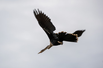 Ein freigestelltes Weibchen des Amerikanischen Schlangenhalsvogel fliegend vor bewölktem Himmel in der Seitenansicht
