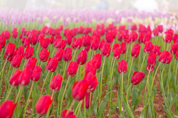 Various beautiful tulips are blooming in the garden