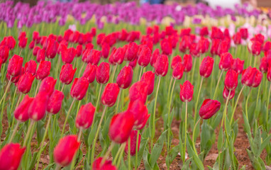 Various beautiful tulips are blooming in the garden