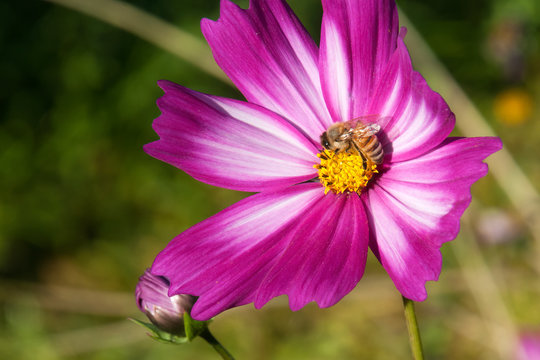 Sydney Australia, bee on a pink and white cosmos wildflower 