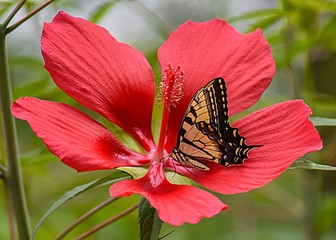 Eastern Tiger Swallowtail in a Red Texas Star Hibiscus