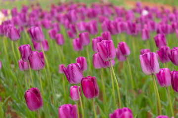 Various beautiful tulips are blooming in the garden