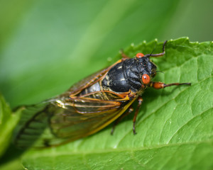 Cicada