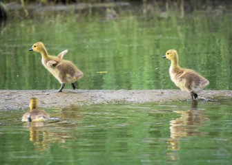 Baby Canada Goslings