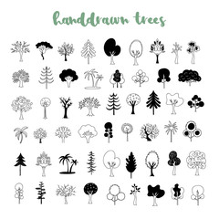 Handdrawn trees collection: pine, oak, maple and more. Sketch trees. Botanical clipart. Forest trees - 307997363