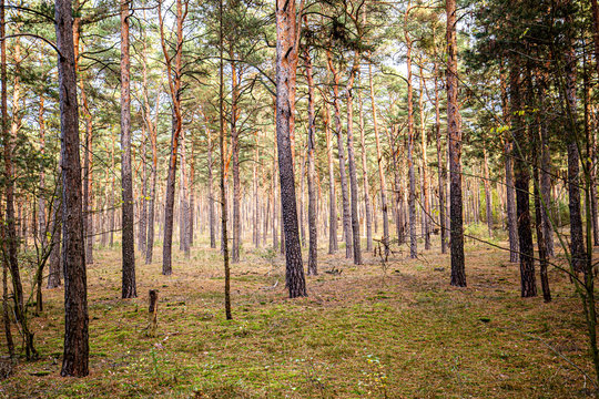 Motzener Wald in BRandenburg