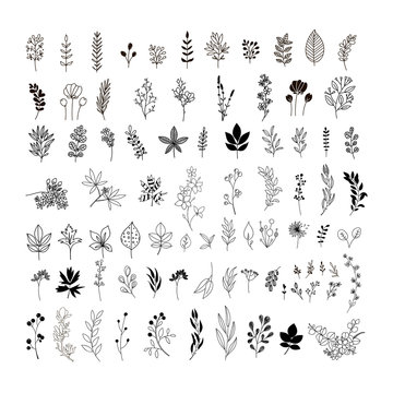 Handdrawn leaves and flowers. Floral clipart. Leaf sketches. Botanical collection