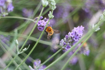 lavender