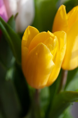 beautiful Tulip transparent in sunlight blurred focus