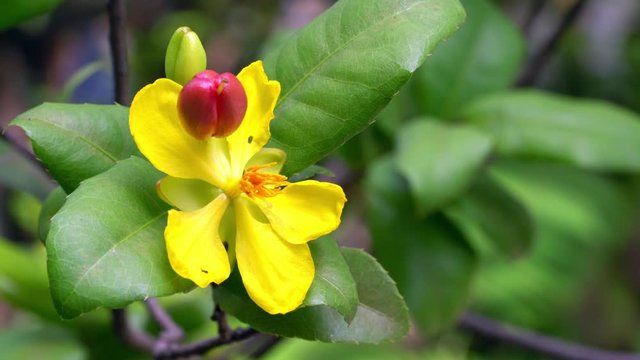 yellow flower of Ochna kirkii Oliv or Micky mouse plant 