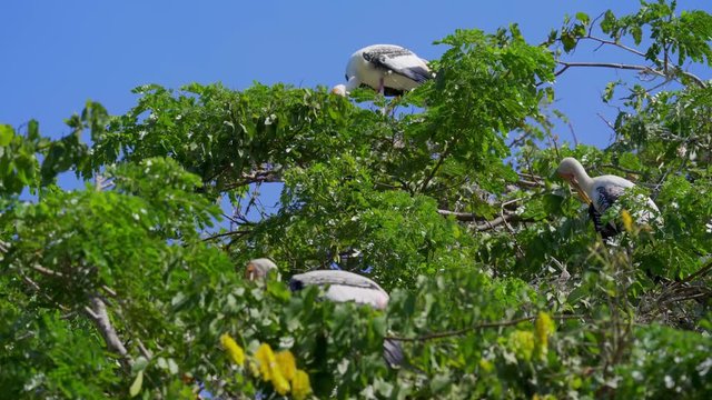 Painted stork (Mycteria leucocephala) yawns on the treetop with blue sky background. Watch birds behavior of the natural habitat.