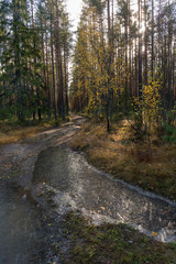 landscape in the forest after freezing
