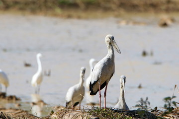 white ibis