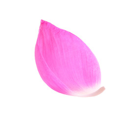 Lotus petal on white background