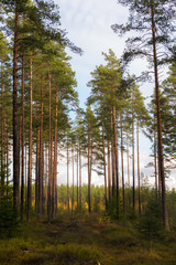 pine forest on an autumn day