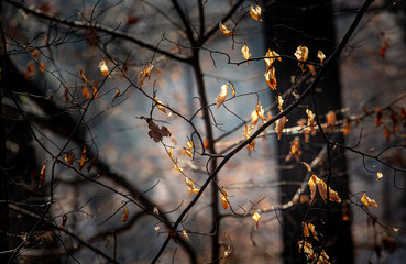 Herbstlaub