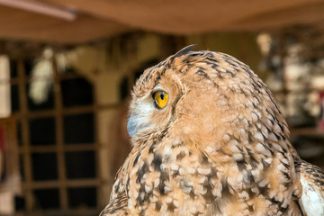 Brown Desert Eagle Owl is a species of owl having super binocular vision and directional hearing