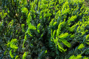 Creeping juniper in the garden background. Green leave texture.