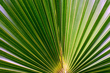 Obraz premium Abstract image of green palm leaf for background.