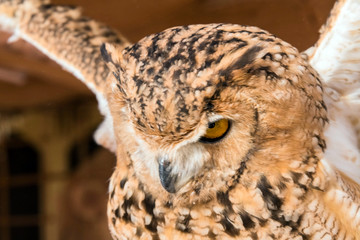 Brown Desert Eagle Owl is a species of owl having super binocular vision and directional hearing