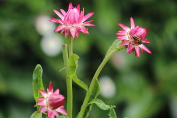 pink flower last entire year once bloomed