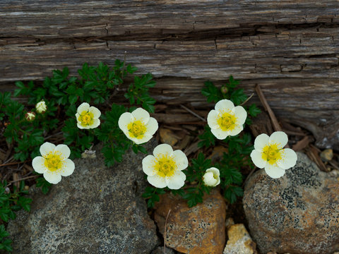 0 Best チングルマ Images Stock Photos Vectors Adobe Stock