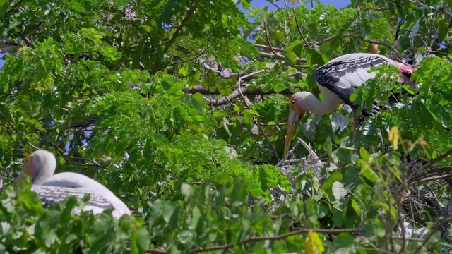 Painted stork (Mycteria leucocephala) standing still on treetop. Watch birds behavior of the natural habitat.