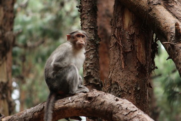 Monkey on Pine Forest